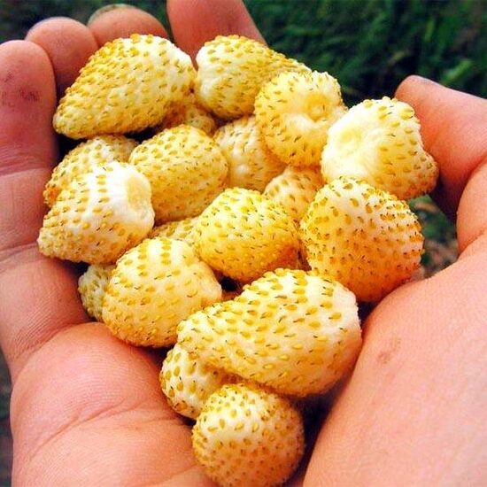 Dzeltenā savvaļas zemene ‘Yellow Cream’ (Fragaria vesca)